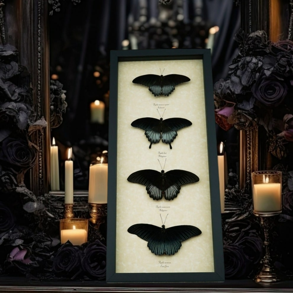 Black Resting Papilio Gothic Butterfly Collection Real Framed Butterflies Taxidermy Display