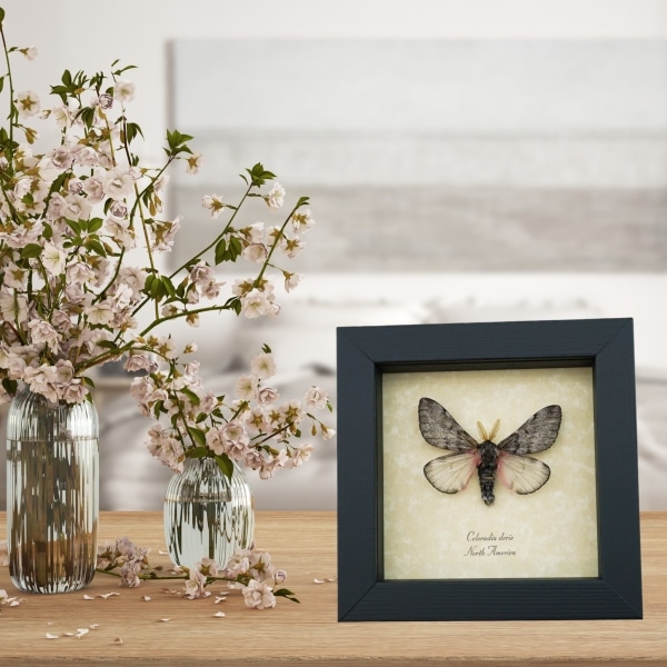 Coloradia doris Pink Furry Doris Pine Moth Real Framed Taxidermy Display