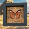 Real Egyptian Butterfly Hypolimnas misippus Female Framed Taxidermy Display