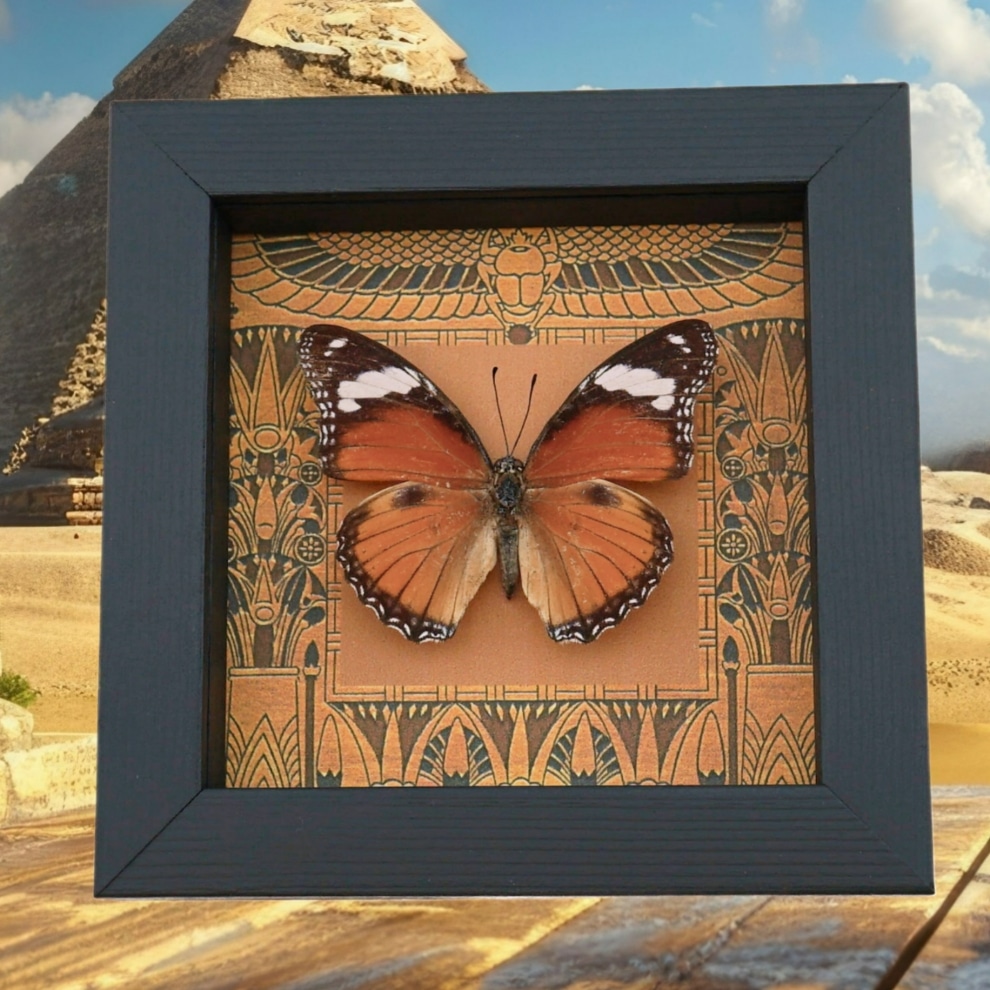 Real Egyptian Butterfly Hypolimnas misippus Female Framed Taxidermy Display Real Egyptian Butterfly Hypolimnas misippus Female Framed Taxidermy Display