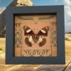 Real Egyptian Butterfly Hypolimnas misippus male verso Framed Taxidermy Display