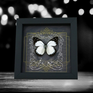 Real Gothic Black Heart Butterfly Prioneris autothisbe Framed Taxidermy Display