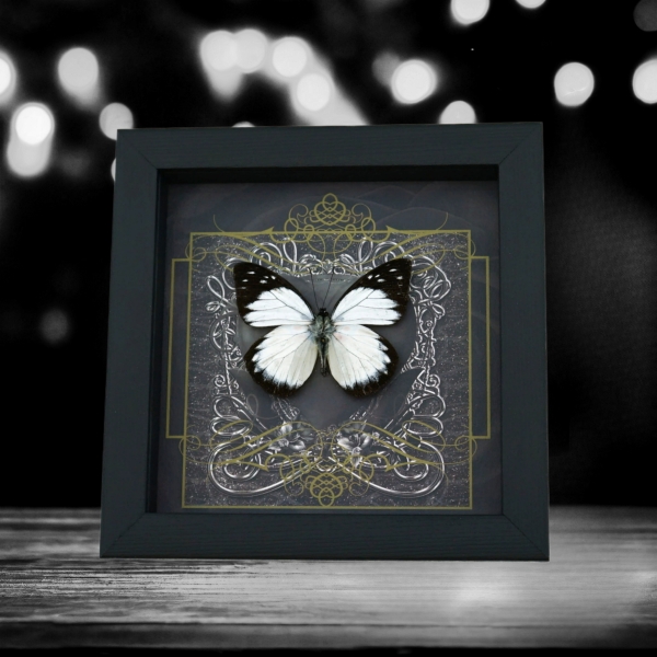 Real Gothic Black Heart Butterfly Prioneris autothisbe Framed Taxidermy Display