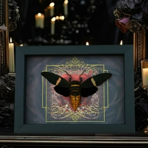 Gothic Red Heart Black Cicada Tosena albata Framed Insect Taxidermy Display