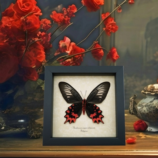 Atrophaneura semperi albofasciata Female Butterfly Blood Red Vampire Framed Taxidermy Display Atrophaneura semperi albofasciata Female Butterfly Blood Red Vampire Framed Taxidermy Display