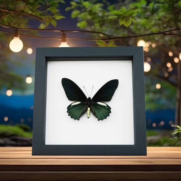 Battus belus Male Butterfly Metallic Green Classic Black Display Framed Taxidermy
