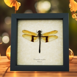 Rare Golden Dragonfly Chlorogomphus magnificus 4 inch Wingspan Framed Taxidermy Display