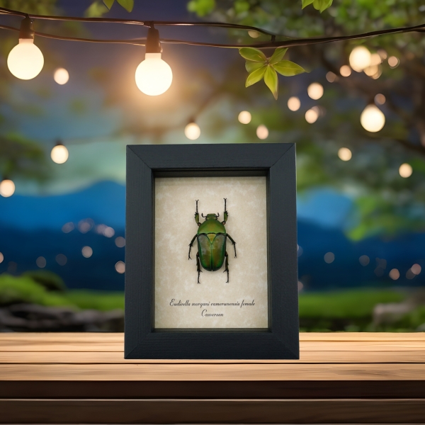 Our best sellers Beetles and insect displays from all styles, types and themes.