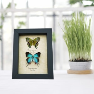Evenus Regalis Pair Butterflies Regal Hairstreak Regal Hairstreak Framed Butterfly Taxidermy Display