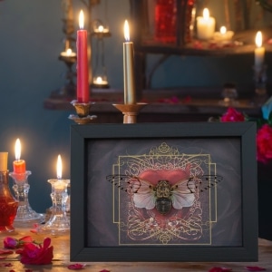 Gothic Red Heart White Ghost Cicada Ayuthia spectabilis Framed Taxidermy Display