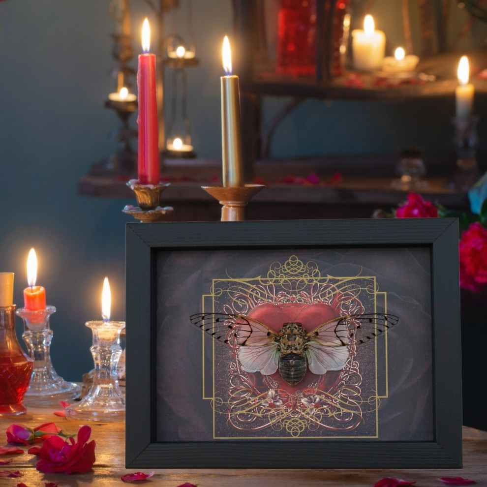 Gothic Red Heart White Ghost Cicada Ayuthia spectabilis Framed Taxidermy Display