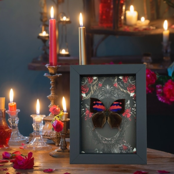Pink Purple Butterfly Gothic Black Roses Real Anaea nessus Pink Framed Butterfly