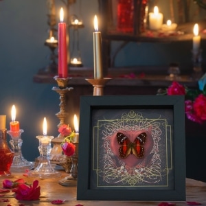 Real Red Heart Butterfly Anartia amathea Framed Taxidermy Display