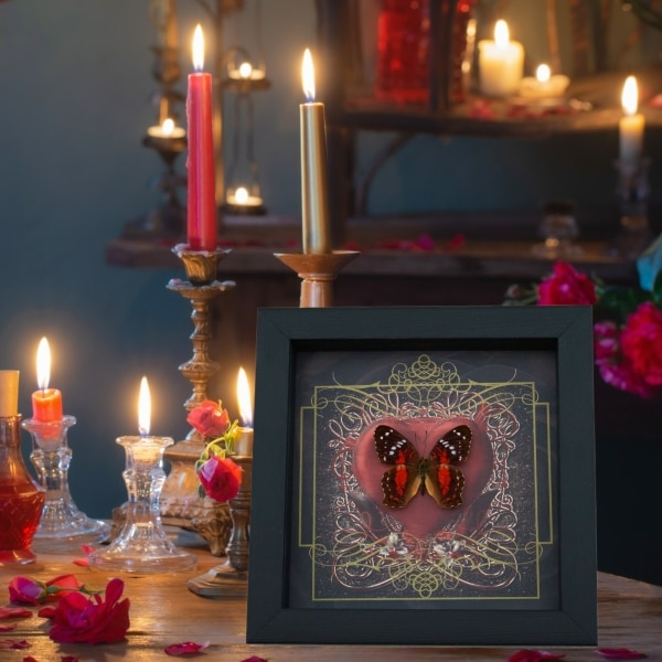 Real Red Heart Butterfly Anartia amathea Framed Taxidermy Display