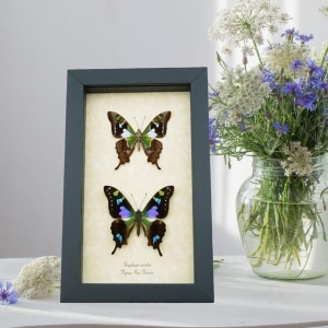 Graphium weiskei Butterfly Pair Purple Spotted Swallowtail Butterflies Framed Taxidermy Display