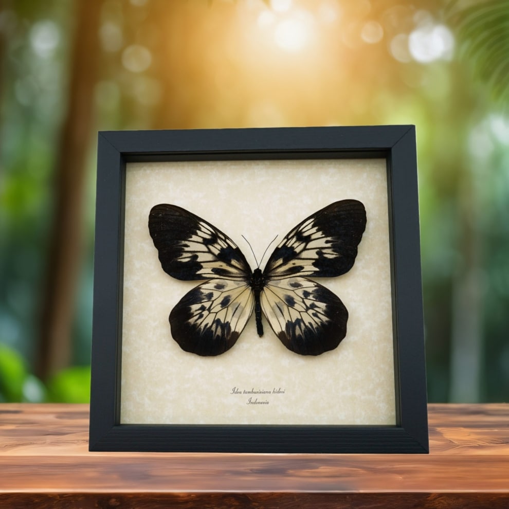 Real Framed One Of A Kind Butterflies & Moths by Butterfly Designs USA