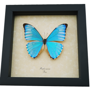Morpho aurora Iridescent Blue Morpho Butterfly Framed Taxidermy Display