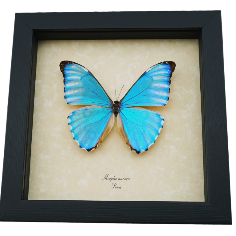 Morpho aurora Iridescent Blue Morpho Butterfly - Framed Taxidermy