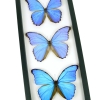 Blue Morpho Collection Framed Butterflies Butterfly Taxidermy Classic Black Display