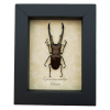 Framed Bronze Stag Beetle Cyclommatus metallifer 62mm Taxidermy Display