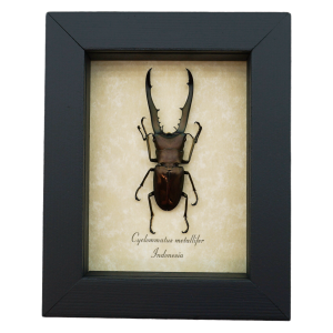 Framed Bronze Stag Beetle Cyclommatus metallifer 62mm Taxidermy Display