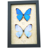 Mother's Day Butterflies Morpho Aega Morpho sulkowski Set Framed Taxidermy