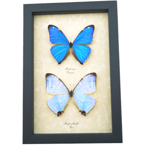 Mother's Day Butterflies Morpho Aega Morpho sulkowski Set Framed Taxidermy