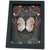 Gothic Mother of Pearl Butterfly Black Roses Salamis parhassus Real Framed Taxidermy Display