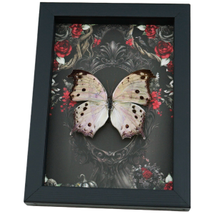 Gothic Mother of Pearl Butterfly Black Roses Salamis parhassus Real Framed Taxidermy Display