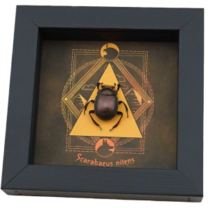 Real Scarab Beetle Egyptian Pyramid Scarabaeus nitens Framed Taxidermy Display