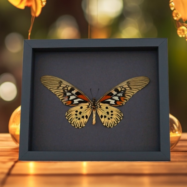 Papilio antimachus Verso Framed Butterfly African Insect Taxidermy Moonlight Display