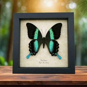 Papilio blumei Peacock Swallowtail Butterfly Real Framed Taxidermy Display