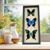 Butterfly Trio Papilio Collection Framed Peacock Swallowtail Butterflies