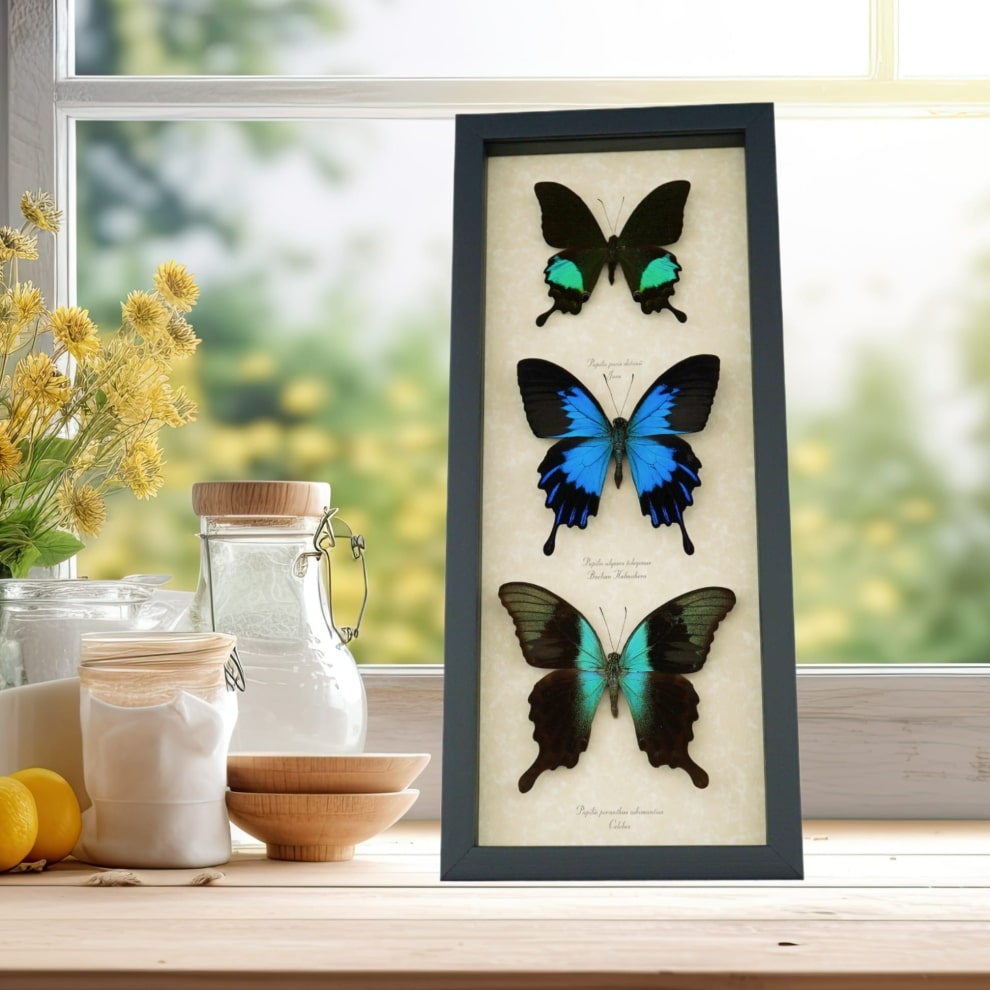 Butterfly Trio Papilio Collection Framed Peacock Swallowtail Butterflies Butterfly Trio Papilio Collection Framed Peacock Swallowtail Butterflies