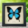 Our Best Sellers Our best selling butterfly and insects displays from all styles, types and themes.