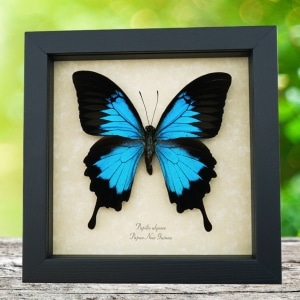Our Best Sellers Our best selling butterfly and insects displays from all styles, types and themes.