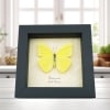 Phoebis Sennae Male Cloudless Sulphur Butterfly Framed Taxidermy Display
