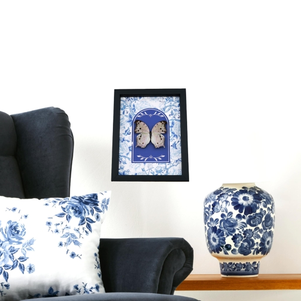 Mother Of Pearl Butterfly Blue Chintz Salamis parhassus Framed Taxidermy Display