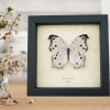 Mother Of Pearl Butterfly Mother's Day Gift Salamis Parhassus Framed Butterfly