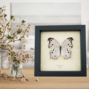 Framed Butterfly Salamis parhassus Mother Of Pearl Taxidermy Display