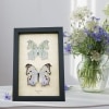 Salamis parhassus Pair Mother Of Pearl Butterflies Framed Butterfly Taxidermy Display