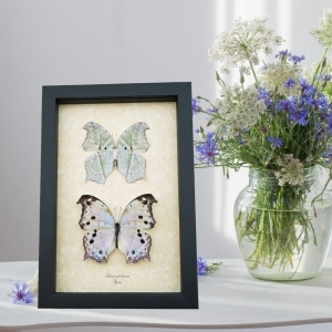 Salamis parhassus Pair Mother Of Pearl Butterflies Framed Butterfly Taxidermy Display