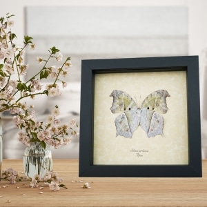 Salamis parhassus Verso White Ghost Butterfly Framed Taxidermy Display