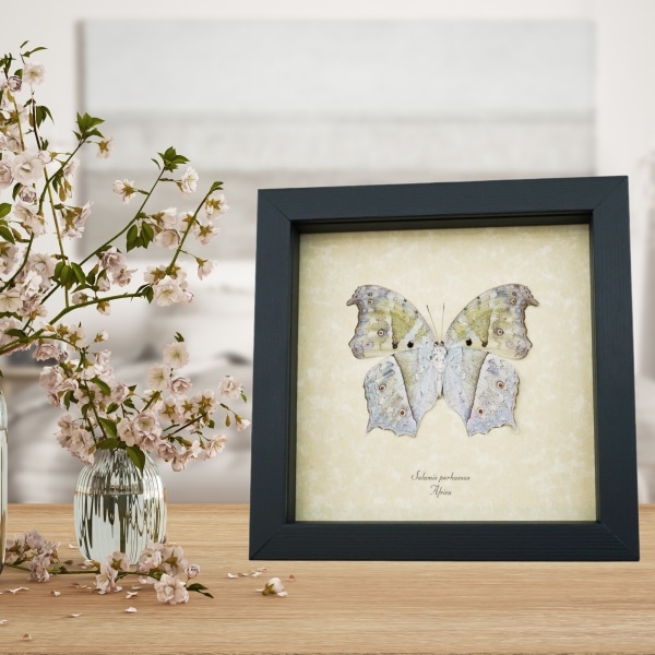 Salamis parhassus Verso White Ghost Butterfly Framed Taxidermy Display