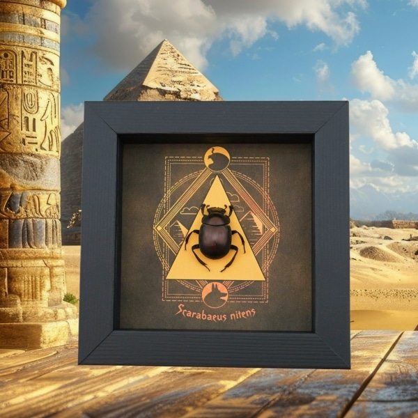 Real Scarab Beetle Egyptian Pyramid Scarabaeus nitens Framed Taxidermy Display