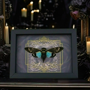 Gothic Black Heart Blue Cicada Tosena splendida Framed Insect Taxidermy Display