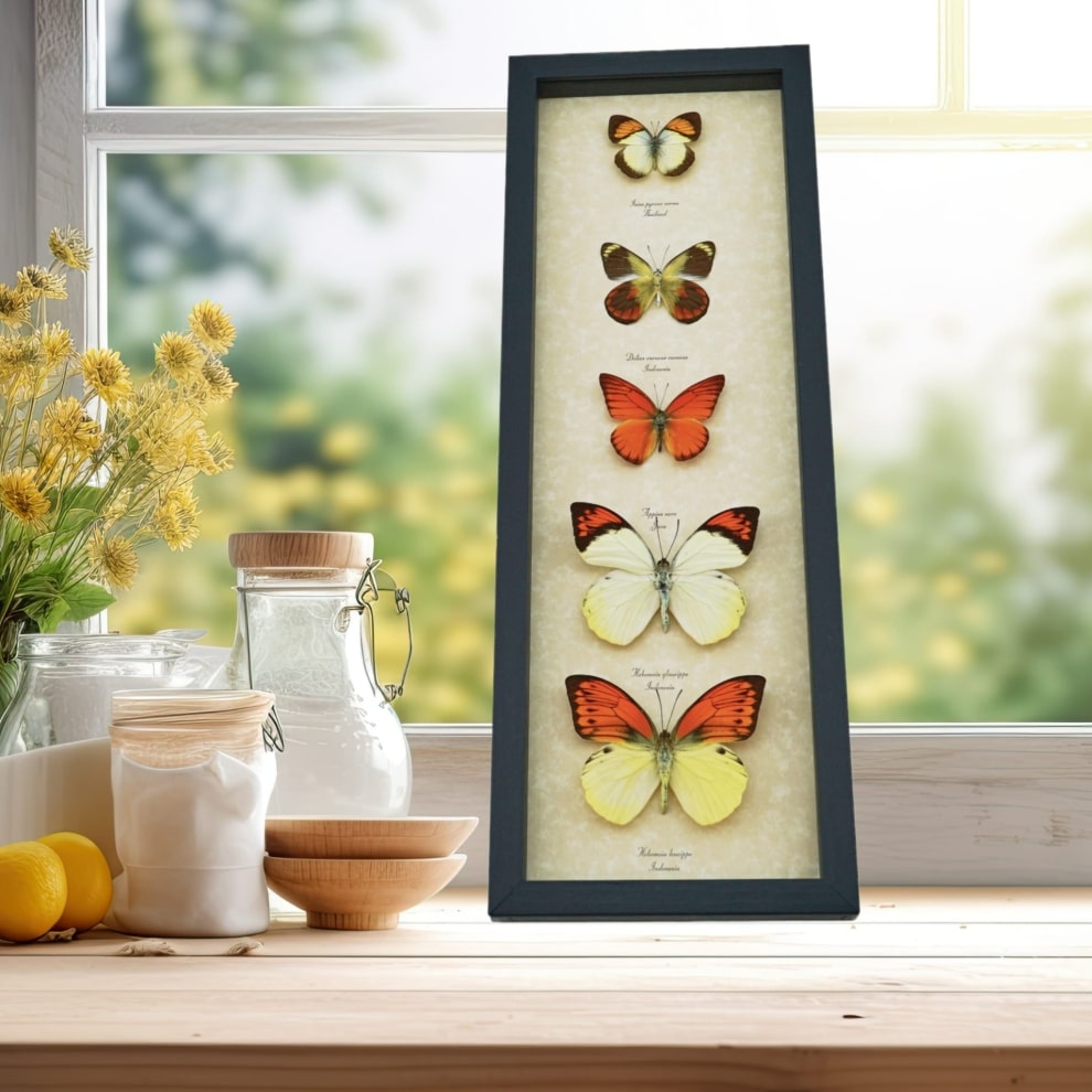 Yellow Orange Butterfly Collection Real Framed Butterflies Taxidermy Display Yellow Orange Butterfly Collection Real Framed Butterflies Taxidermy Display