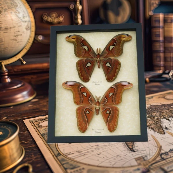 Butterfly Designs USA Old World Parchment Displays Attacus Atlas Lorquinii Moth