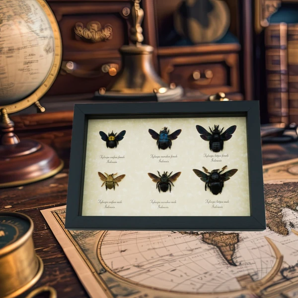 Butterfly Designs USA Old World Parchment Insect Displays