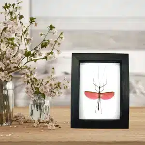 Marmessoidea Rosea Pink Winged Stick Insect Framed Taxidermy Classic Black Display